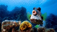 Philipp Stahr. Sebuah ikan boxfish di lepas pantai Curaçao seperti melakukan gerak cemberut ke arah kamera.