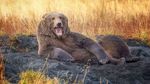 12 Foto Hewan Liar Super Lucu, Finalis Comedy Wildlife Photo Awards 2021
