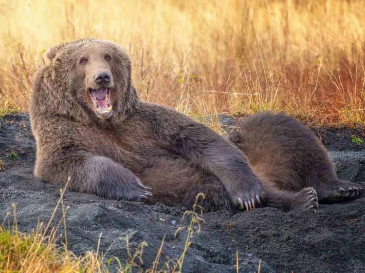 12 Foto Hewan Liar Super Lucu, Finalis Comedy Wildlife Photo Awards 2021