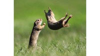 Roland Kranitz memotret gophers atau tikus tanah bermain-main di Hongaria.