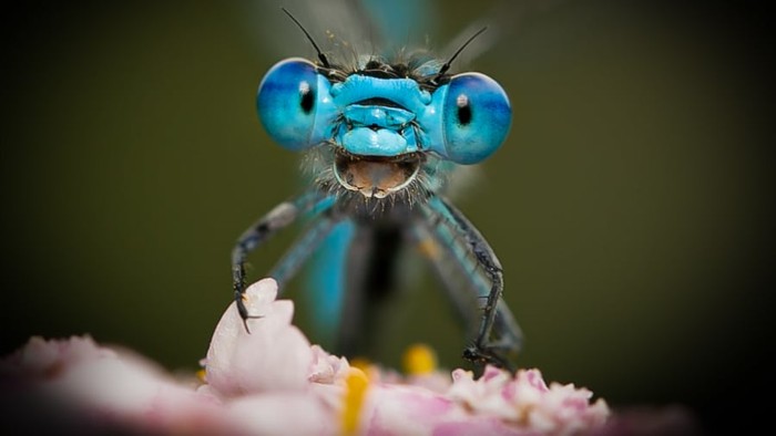 Kompetisi fotografi Comedy Wildlife Photo Awards 2021