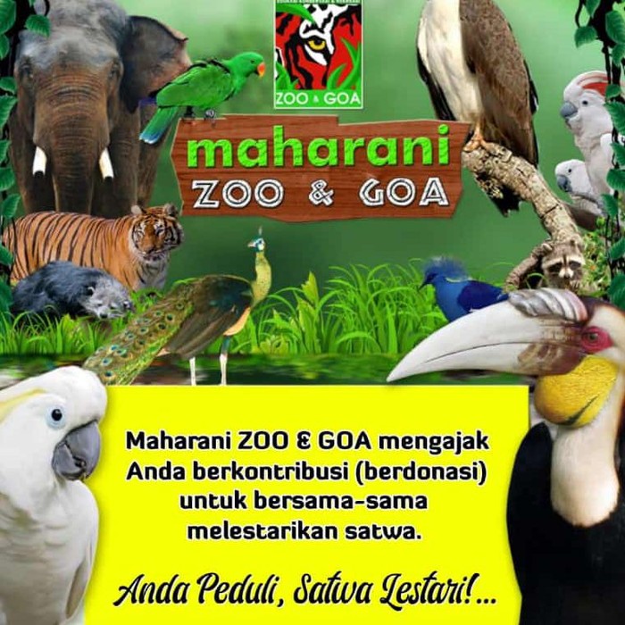Demi kelangsungan hidup 900 satwa yang ada, Maharani Zoo dan Goa Lamongan (Mazoola) membuka donasi. Pasalnya, selama PPKM tidak ada pemasukan sama sekali.