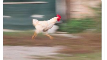 Butu-buru ke Twitter untuk memastikan apakah Instagram down atau Wifi yang bermasalah. Foto: Twitter