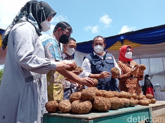 Petani Porang minta bantuan pemerintah terkait stabilitas harga