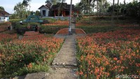 Hamparan bunga berwarna cerah yang mekar setahun sekali ini, menawarkan sensasi layaknya berkunjung ke kebun bunga Tulip Belanda.