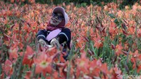 Kebun bunga yang berlokasi di sepanjang Jalan Jogja-Wonosari ini bahkan sempat menjadi primadona wisatawan.