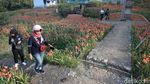 Potret Bunga Amarilis Bermekaran di Gunungkidul