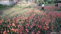 Pemilik kebun Amarilis, Sukadi menceritakan, sebenarnya saat ini sudah banyak para pengunjung yang hendak mampir ke taman bunganya. Namun demikian, ia terpaksa menolak karena penerapan PPKM Level 4 tidak memungkinkan wisatawan mengunjungi lokasi kebunnya. 