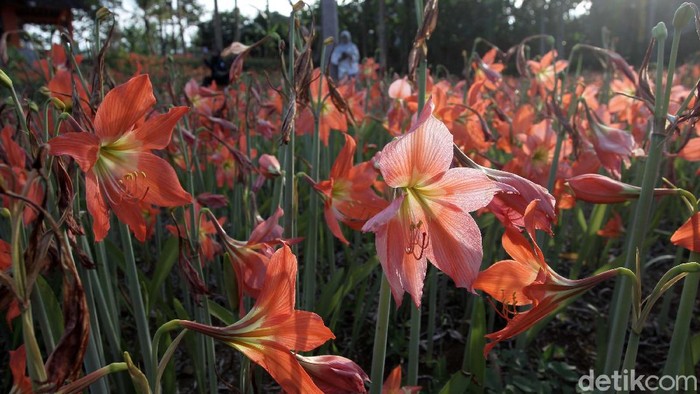 Bunga Amarilis yang berada di Gunungkidul, Yogyakarta, bermekaran. Namun sayang kebun bunga Amarilis tidak dapat dikunjungi karena Yogyakarta masih PPKM Level 4.