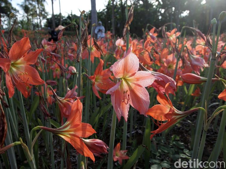 Potret Bunga Amarilis Bermekaran di Gunungkidul