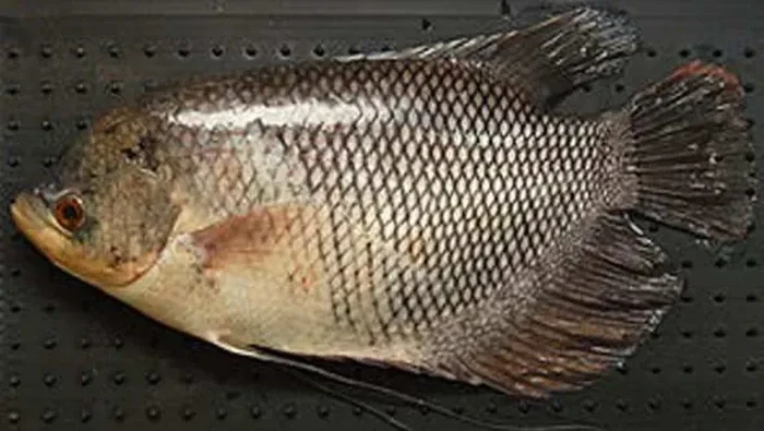Sup Ikan Gurame Kuah Bening