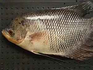 Pemkab Langkat Beli Bibit Ikan Gurame Pakai Anggaran Rp 83 Juta