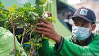 Petugas Dinas Kehutanan sedang melakukan perawatan bunga bougenville.