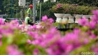 Petugas melakukan perawatan terhadap bunga tersebut secara rutin agar tumbuh subur.