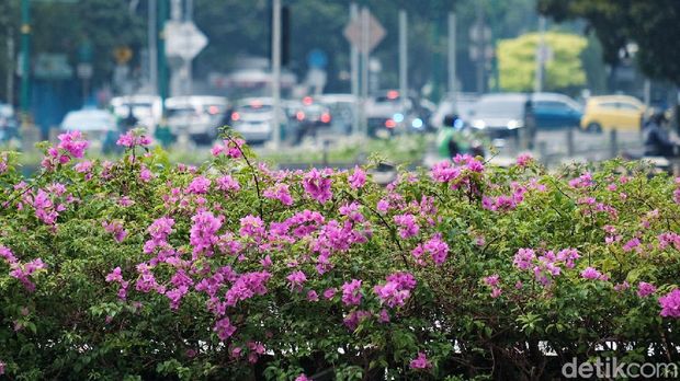 Bunga bougenville bermekaran di jalur hijau DKI Jakarta. Gubernur DKI Jakarta Anies Baswedan turut mem-posting momen tersebut.