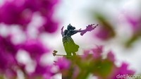 Bunga bougenville yang memiliki nama ilmiah Bougainvillea adalah jenis tanaman hias yang populer.