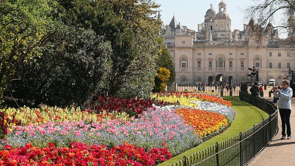 Bunga Tulip juga banyak ditanam untuk mempercantik bangunan bersejarah di Inggris. Getty Images/Oli Scarff  Bunga Tulip juga banyak ditanam untuk mempercantik bangunan bersejarah di Inggris. Getty Images/Oli Scarff Â