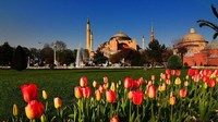 Salah satu landmark di Turki, Masjid Hagia Sophia, menjadi lebih indah saat bunga bermekaran di tamannya. Dok. Thevegetariantraveller  