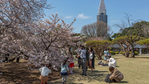 Bunga Sakura juga akan bermekaran di sepanjang jalanan Tokyo, Jepang. Getty Images/Yuichi Yamazaki  Bunga Sakura juga akan bermekaran di sepanjang jalanan Tokyo, Jepang. Getty Images/Yuichi Yamazaki Â