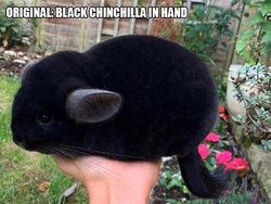 Foto Editan Pakar Photoshop Ini Keren Tapi Kocak, Auto Bikin Ngakak