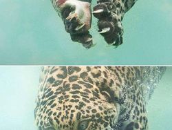 Foto Editan Pakar Photoshop Ini Keren Tapi Kocak, Auto Bikin Ngakak