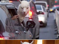 Foto Editan Pakar Photoshop Ini Keren Tapi Kocak, Auto Bikin Ngakak