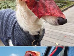 Foto Editan Pakar Photoshop Ini Keren Tapi Kocak, Auto Bikin Ngakak