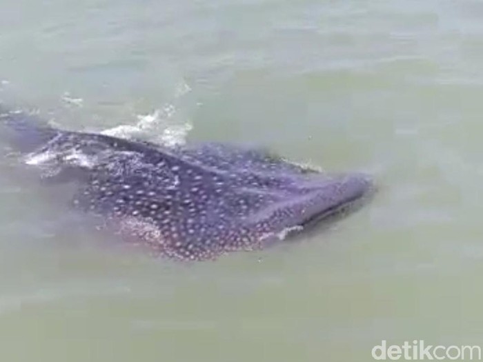 Puluhan hiu tutul muncul di perairan utara Sidoarjo. Tetapnya di dekat muara Sungai Gisik Cemandi, Kecamatan Sedati.