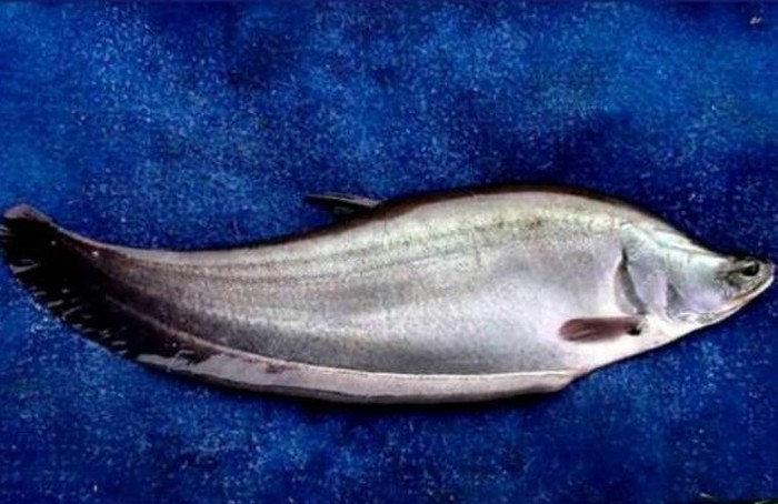 Ikan belida (dok situs KKP)