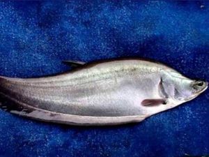 Mengenal Ikan Belida, Satwa Dilindungi yang Jadi Bahan Baku Pempek Palembang