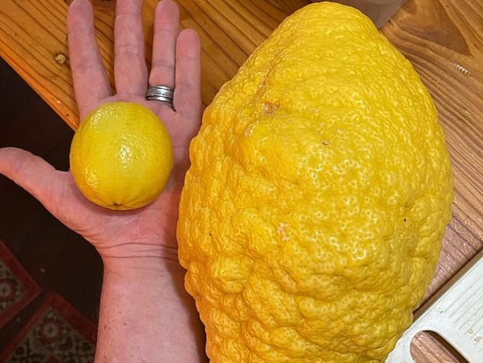 Lemon berukuran jumbo seberat 2,6 kilogram ditemukan di Australia