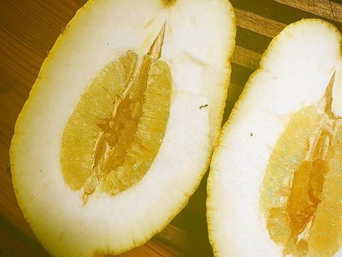 Lemon berukuran jumbo seberat 2,6 kilogram ditemukan di Australia
