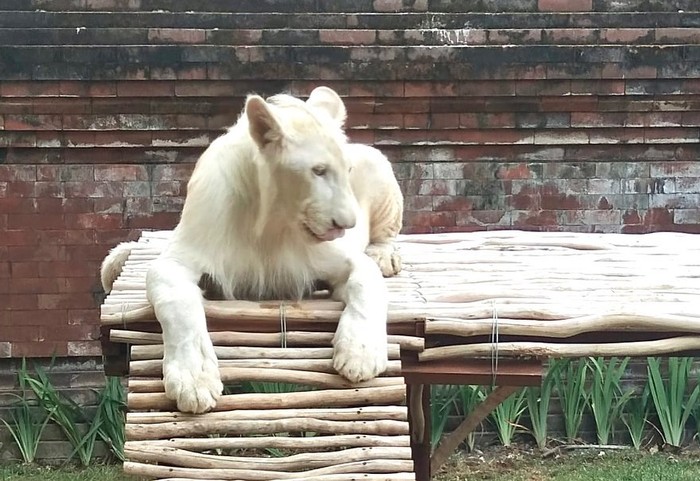 Singa peliharaan Bambang Soesatyo