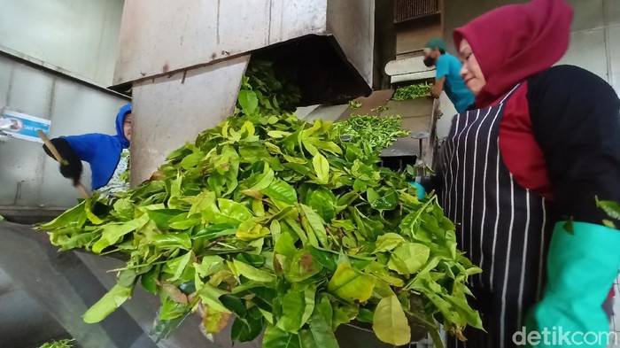 Beginilah proses mencari teh terbaik di PPTK Gambung