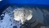 Menurutnya, penyu sangat berpengaruh untuk menjaga rantai makanan di laut. Dengan banyaknya penyu yang hidup berdampak pada melimpahnya hasil tangkapan nelayan. Pasalnya bibit ikan yang menjadi makanan ubur-ubur akan terselamatkan. (Pradito Rida Pertana/detikTravel)
