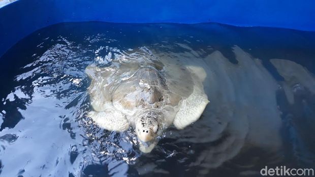 Dulu Diburu, Warga Pesisir Pantai Bantul Pilih Lestarikan Penyu