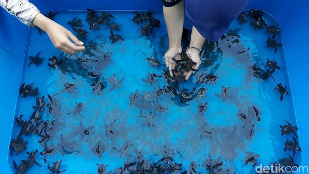 Dulu Diburu, Warga Pesisir Pantai Bantul Pilih Lestarikan Penyu