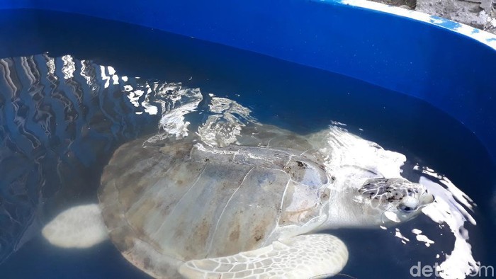 Dulu Diburu, Warga Pesisir Pantai Bantul Pilih Lestarikan Penyu