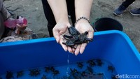 Bagyo menyebut, bahwa persentase keberhasilan penetasan penyu di tempat konservasinya mencapai 80%. Menurutnya, untuk telur penyu yang gagal menetas karena di awal musim terlalu banyak curah hujan sehingga menimbulkan jamur pada telur yang ditetaskan. (Pradito Rida Pertana/detikTravel)
