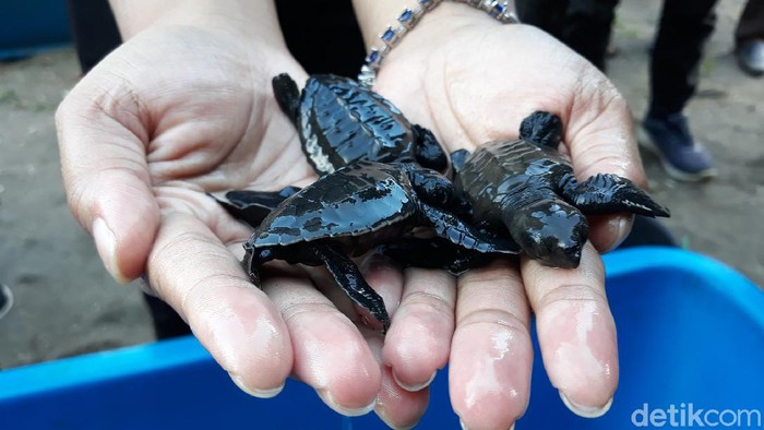 Dulu Diburu, Warga Pesisir Pantai Bantul Pilih Lestarikan Penyu