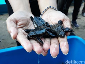 Dulu Diburu, Kini Warga Pesisir Pantai Bantul Pilih Lestarikan Penyu