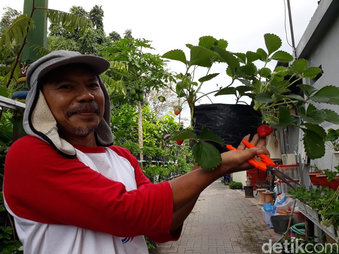 Menengok Pembuatan Kue Strawberry dari Kebun di Bantaran Kali Umbulharjo Warga mengolah kue dari buah strawberry yang dipetik dari kebun di bantaran Sungai Gajah Wong, Umbulharojo, Yogyakarta, Sabtu (4/9/2021). Lihat yuks..