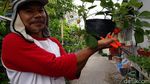 Pembuatan Kue Strawberry dari Kebun di Bantaran Kali Umbulharjo