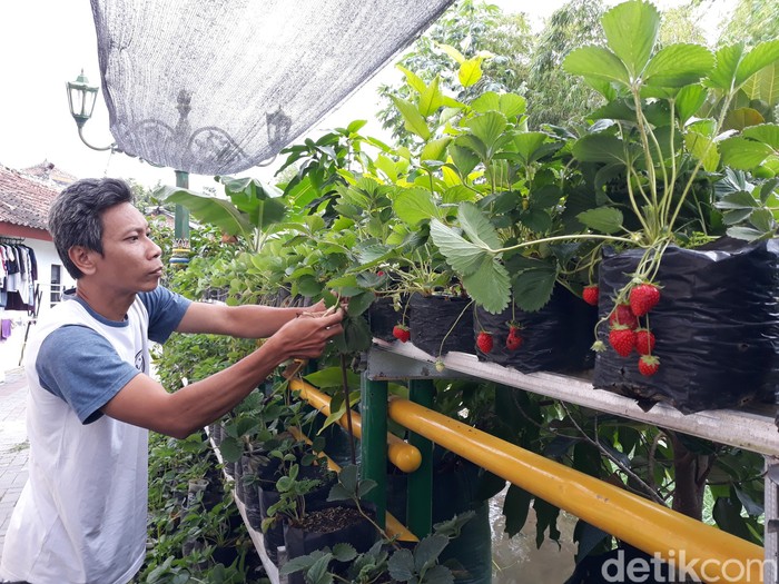 Menengok Pembuatan Kue Strawberry dari Kebun di Bantaran Kali Umbulharjo Warga mengolah kue dari buah strawberry yang dipetik dari kebun di bantaran Sungai Gajah Wong, Umbulharojo, Yogyakarta, Sabtu (4/9/2021). Lihat yuks..