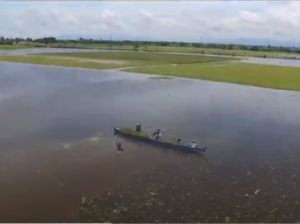 Petani di Sidrap Panen Padi di Tengah Banjir