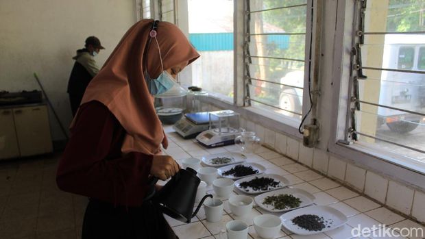 Proses mencari teh berkualitas