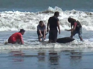 Lumba-lumba Terdampar di Pantai Selatan Tulungagung, Ini Penyebabnya