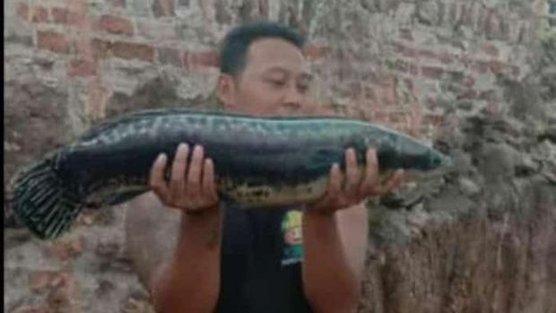 Ikan Toman yang ditemukan warga di lokasi penemuan terowongan kuno, Klaten, Minggu (5/9/2021).