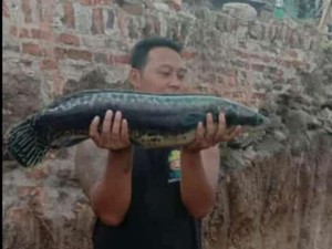 Cerita Warga Temukan Ikan Buas di Dekat Lokasi Terowongan Kuno Klaten