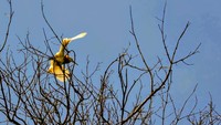 Disebut Kampung Blekok dikarenakan banyak sekali species burung air yang terdapat di kawasan ekowisata ini antara lain blekok sawah (Ardeola speciosa), kuntul kecil (Egretta garzetta), kuntul kerbau (Bubulcus ibis), kowak-malam abu (Nycticorax nycticorax), cangak abu (Ardea cinerea), cangak merah (Ardea purpurea), dan kokokan laut (Butorides striatus). (ANTARA FOTO/BUDI CANDRA SETYA). (Chuk Shatu Widarsha)
